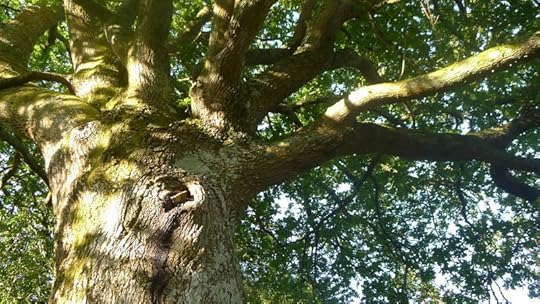 Limbs and leaves