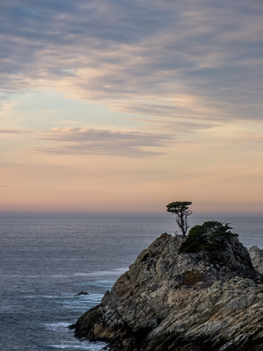 Sunset Tree