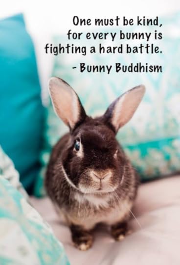 Nestor the bunny, Photo courtesy of Kim C.