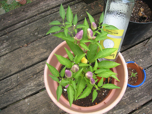 Christmas pepper plant