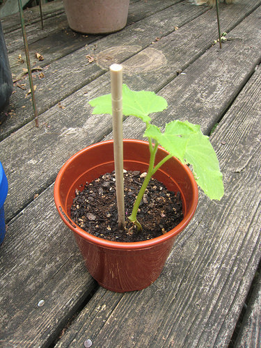 lemon cucumber plant