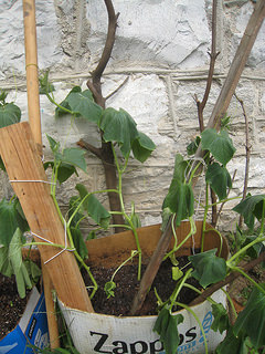 lemon cucumber plants