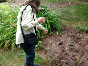 Linda Godfrey at site of apparent deer and predator trails 