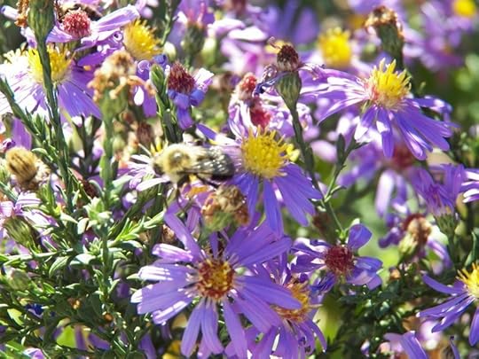 Bee on Flower
