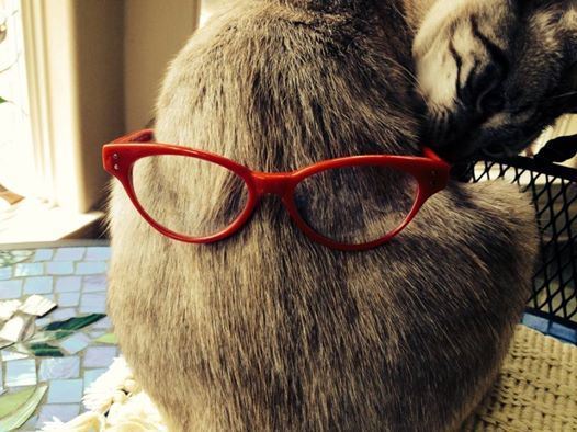 KarmaButt