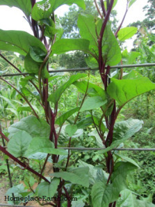 Red Malabar Spinach