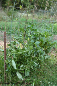 Green Malabar Spinach