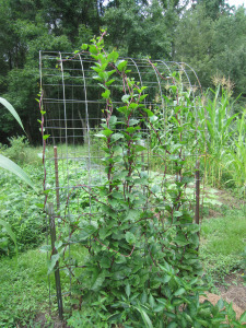 Red Malabar spinach on a trellis.