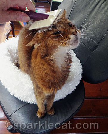 My whiskers are telling you how much I love this