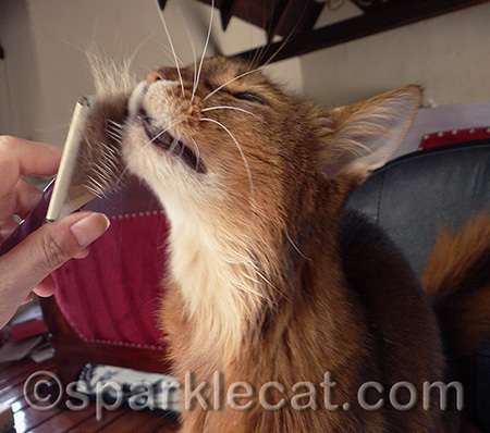 I bet you can hear me purring, even though this is only a photograph!