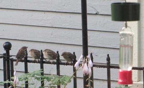 BirdsOnLine