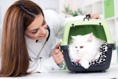 cat_with_vet