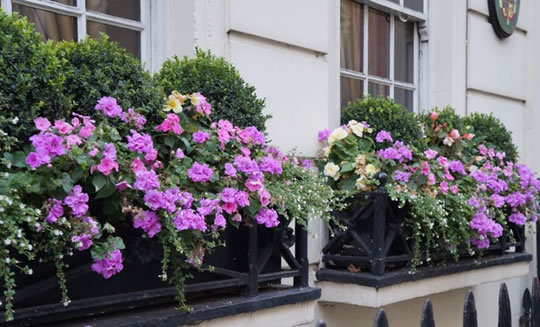 London Window Box