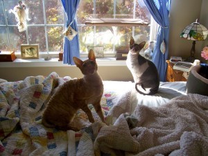 in home cat boarding