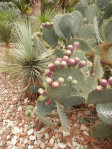 Prickly Pear