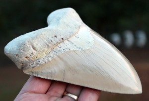 This is roughly the size of my sweet tooth in relation to the rest of me.