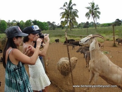visitors photographing animals at Kilohana Plantation in Lihue, Kauai, Hawaii