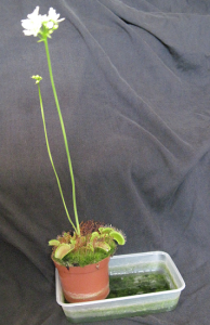 Venus fly trap