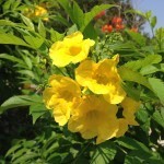 Summer in San Antonio