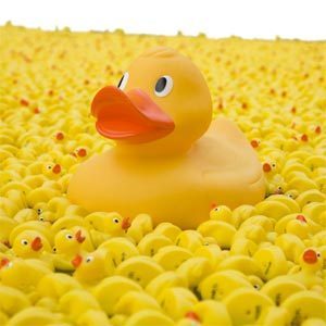 sea-of-ducks-300