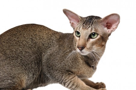 hypoallergenic_cat