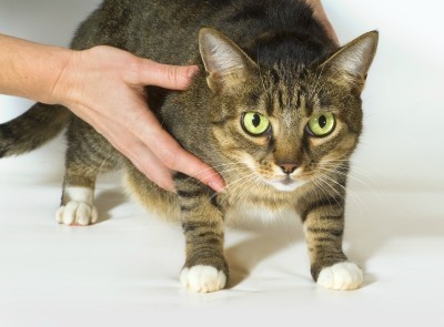lymphoma_in_cats
