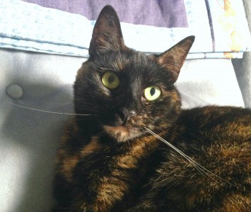 tortoiseshell_cat