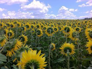 800px-Sunflower_field