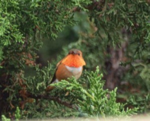 Rufous Hummingbird crop