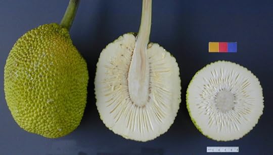 ARS_breadfruit49