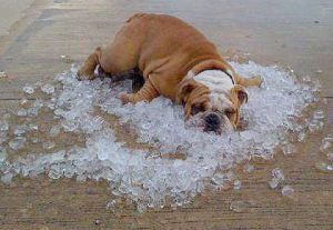 bulldog-laying-on-ice-cubes