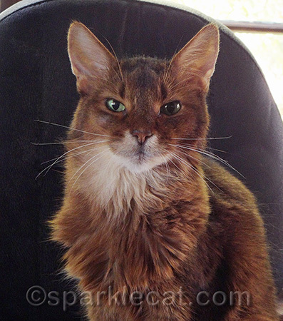 I'm glad I'm a kitty - humans think too much!