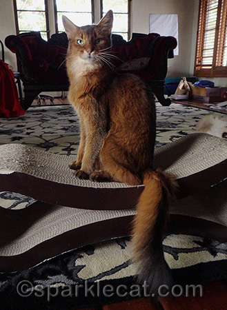 Doesn't my tail look awesome in this shot?