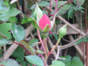 a romantic rose... plus thorns