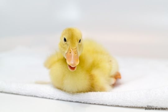 Donald The 4 Legged Duck