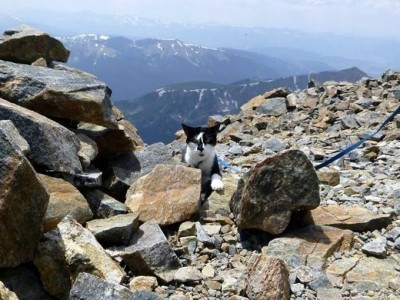 cat_climbs_mountain