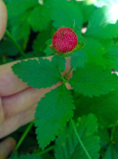 Potentilla indica, also known as 