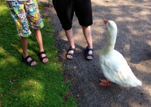 Matat sothönor, änder och väldigt stora gäss. Samtliga gillade både bragokex och korvbröd.