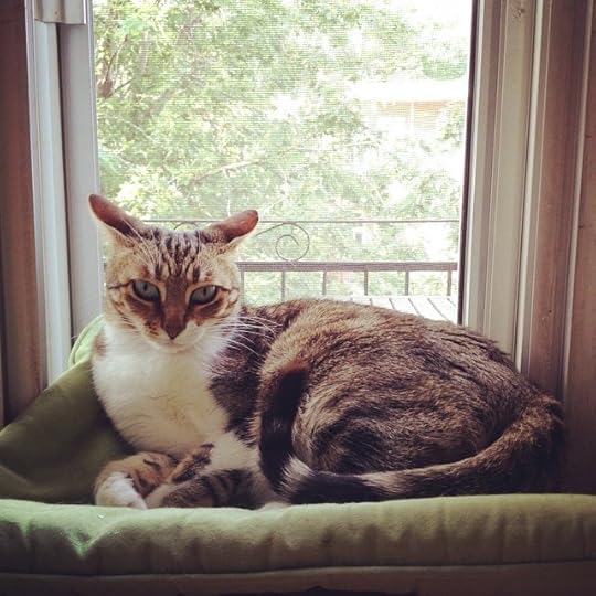Loveball #life #cat #mtl