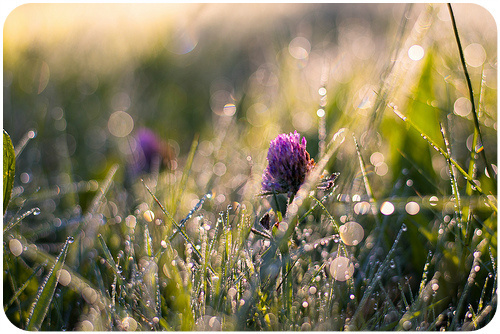 Summer flower with bokeh