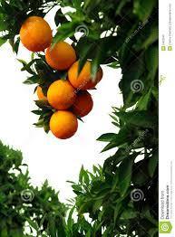 orangedownload
