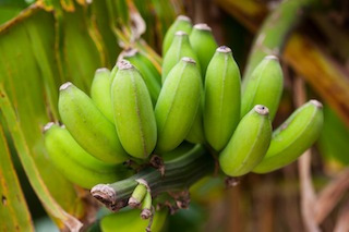 greenbananas