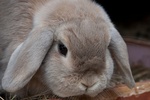 Vulture Bunny