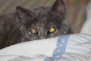 The best cat ever