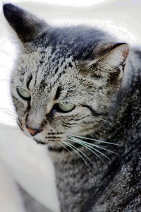Cat's rule!