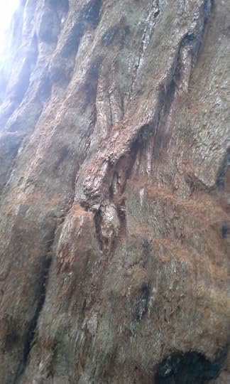 trunk
