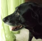 halley