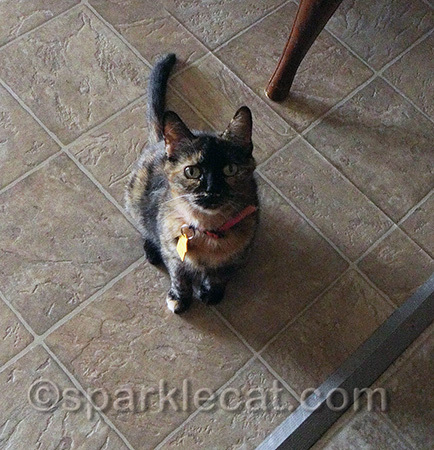 She always finds the torties!