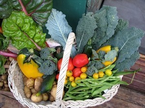 harvest basket