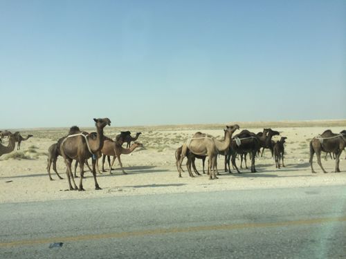 Well, it's not that there is nothing on the road. There are camels.